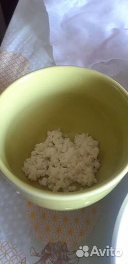 Тибетский молочный гриб