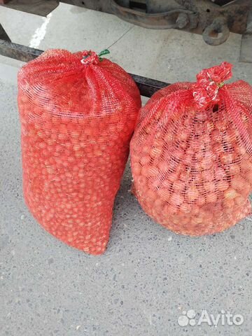 Лук севок штутгартер