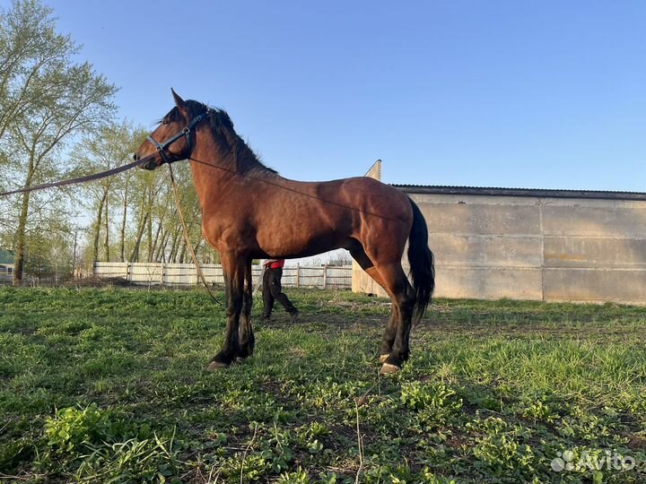 Жеребец тяжеловоз