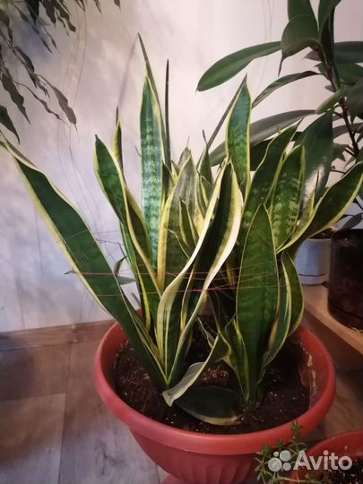 Сансевиерия Лауренти Щучий хвост Тещин язык