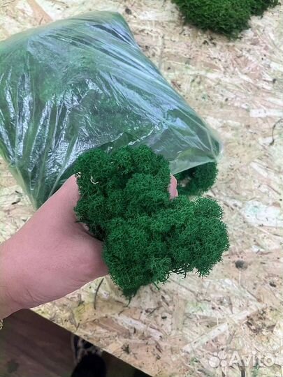 Стабилизированный мох, розница и опт, ягель