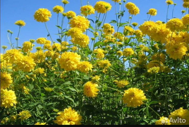 Цветы:Рудбекия, молодило, ирисы