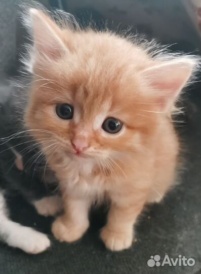 Котята в добрые руки бесплатно