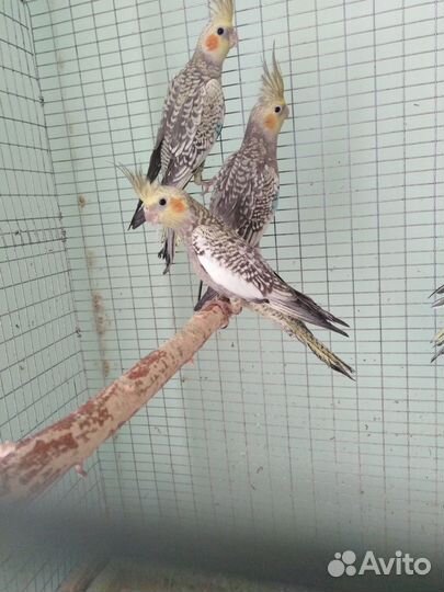 Попугаи корелла