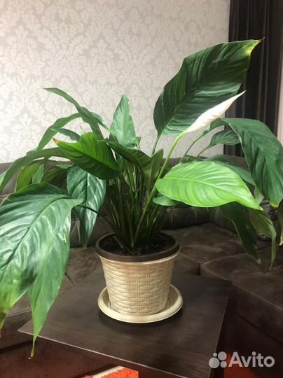 Хлорофитум