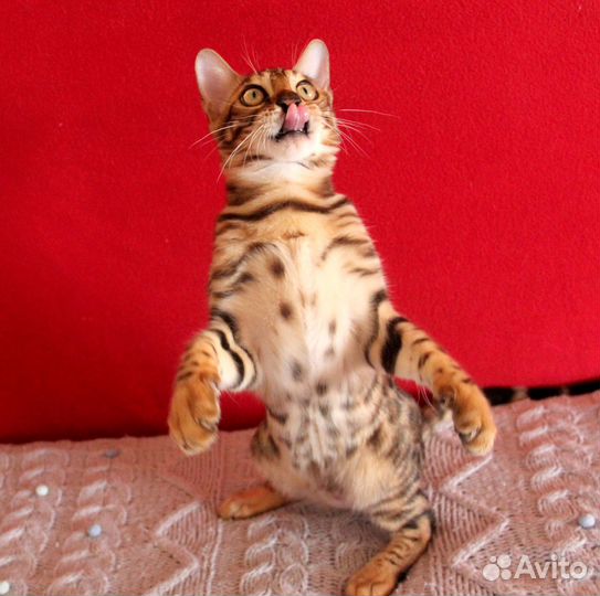 Котик бенгальский розетка на золоте