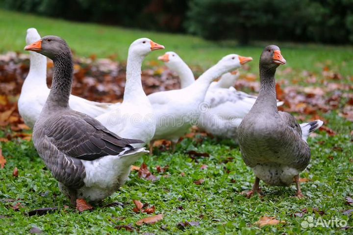 Инкубационное яйцо гусей, уток