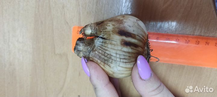 Нарцисс Хеамур