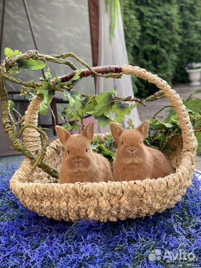 Царские Кролики