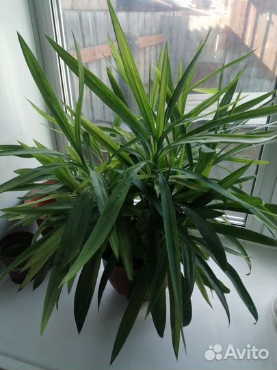 Драцена Маргината