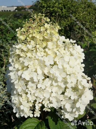 Мини метельчатые гортензии Литл Фреско, Литтл Альф