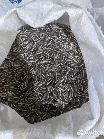 Семечки полосатые, сорт 361