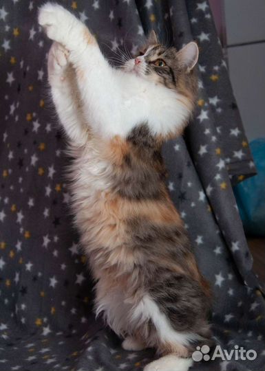 Пушистая молодая красавица в дар