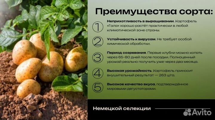 Семенной картофель 