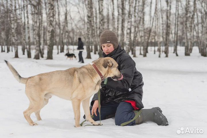 В приюте больному Линдору не выжить