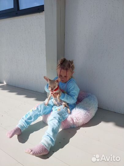 Чихуахуа мини до 1,8/2 кг шикарная Ева