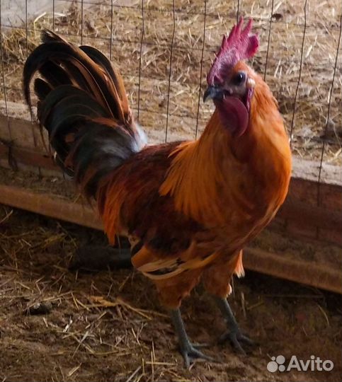 Инкубационное яйцо и цыплята Маран, Лакендази