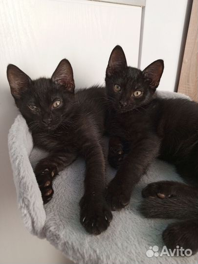 2 брата, 2 месяца, чудесные котята, мальчики