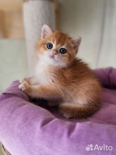 Британские золотые котята