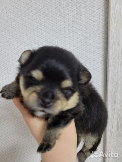 Собака шпиц