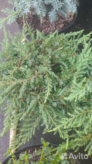 Можжевельник обыкновенный Грин Карпет