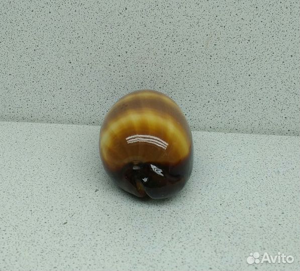 Ципрея Тальпа 7 морская ракушка раковина