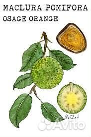 Плоды маклюры