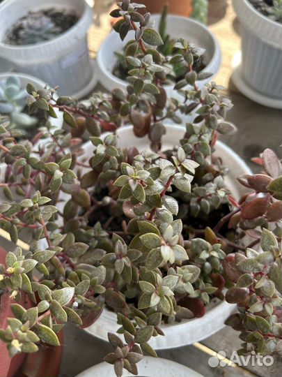 Кактусы и суккуленты