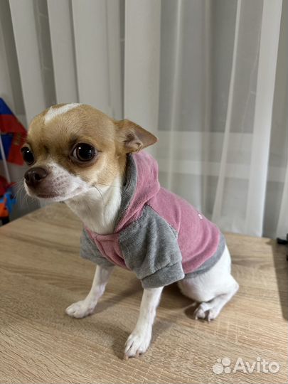 Комбинезон для маленькой собаки