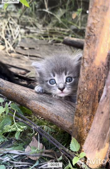 Котята в добрые руки бесплатно