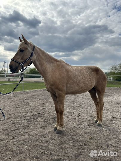 Молодая лошадь