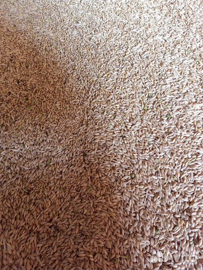 Продам овес ячмень