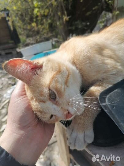 Кот в добрые руки