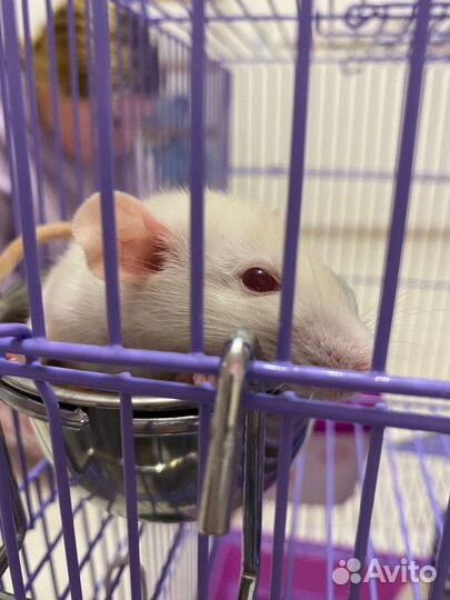 Крыса дамбо