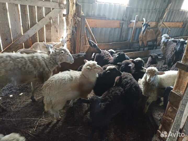 Овцы бараны ягнята
