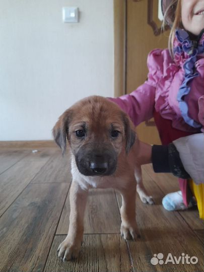 Прекрасные щенки в добрые руки