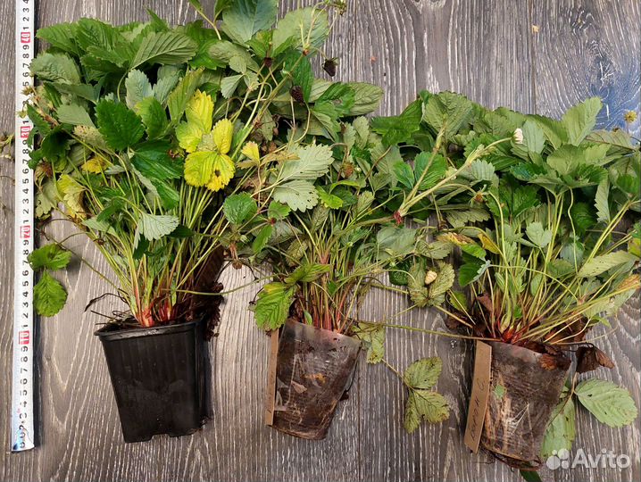 Ремонтантная земляника взрослые кустики