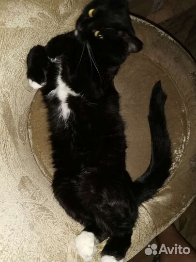 Котик для вязки