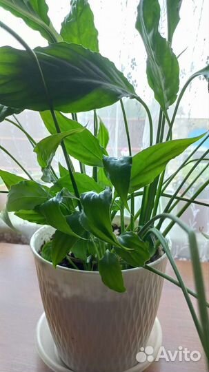 Спатифиллум