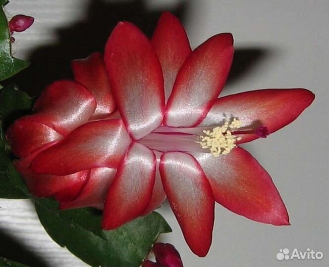 Лантана. Шлюмбергера, Декабрист, Роза