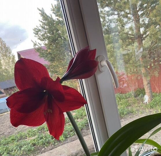 Гиппиаструм