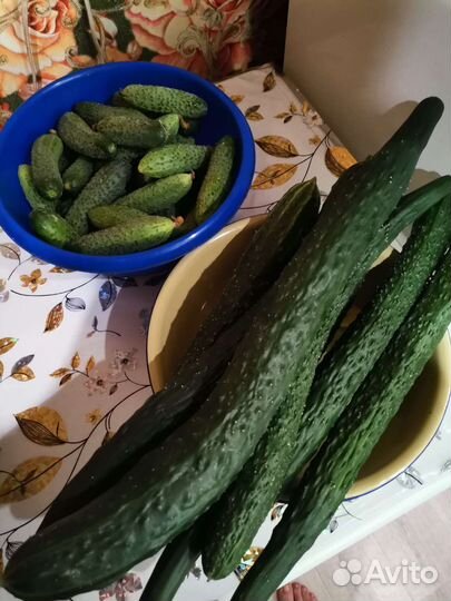 Огурцы и помидоры, кабачки