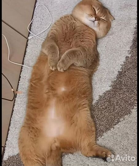 Шотландские котята золотая шиншилла