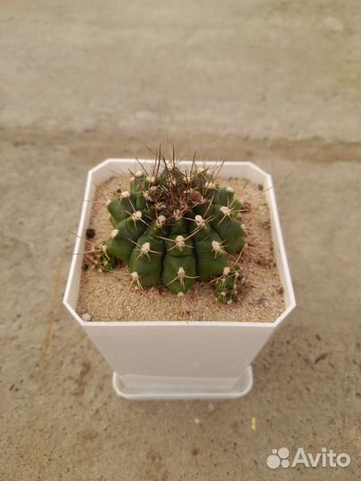 Гимнокалициум