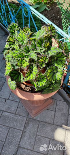 Бегония тигровая