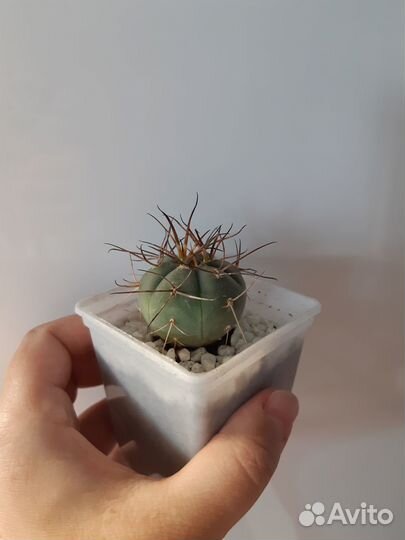 Кактусы. Турбиникарпус