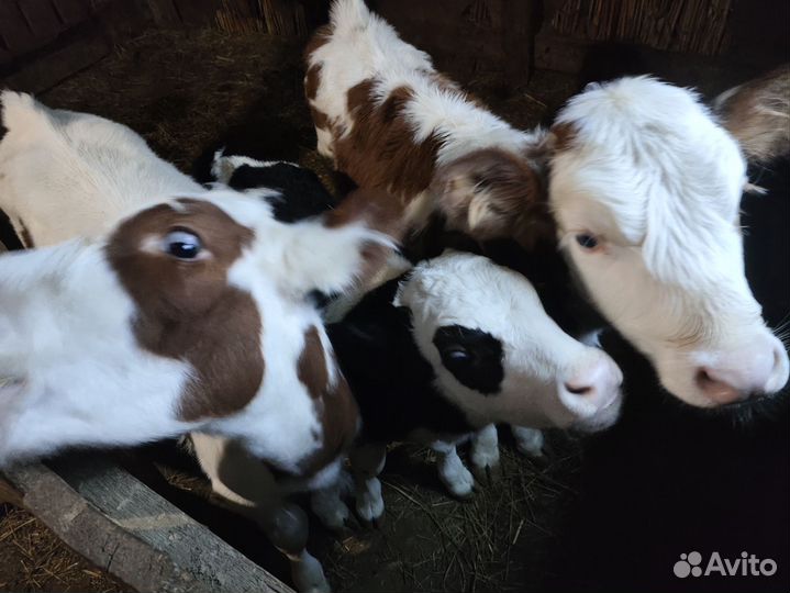 Телята бычки 10-15 дней
