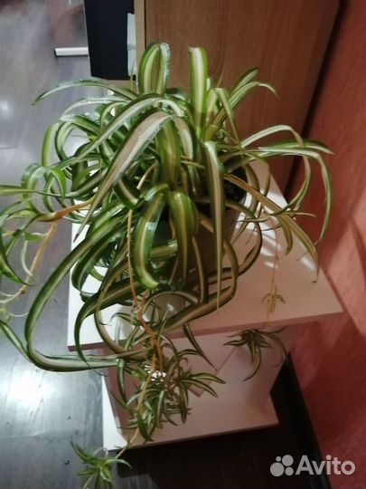 Хлорофитум