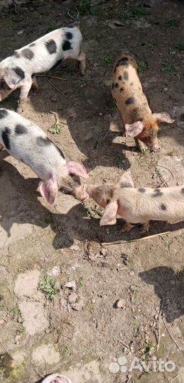 Продаются поросята