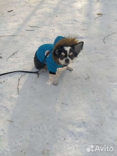Комбинезон на маленькую собаку